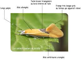 Image result for Batia internella