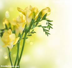 Pin On Flori Flowers