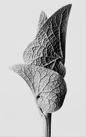Black And White Plants Photography Karl Blossfeldt Plants Karl Blossfeldt Natural Form Art Shape Photography