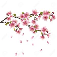 Http Previews 123rf Com Images Silvionka Silvionka1301 Avec Et Fleur De Cerisier Japonais Fleur De Cerisier Dessin Fleur De Cerisier Japonais Fleur De Cerisier