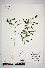 Image result for Phyllanthus kaessneri
