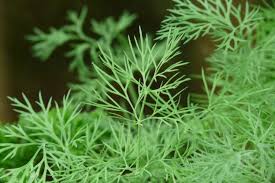 Filler flowers are the flowers that are added to a bouquet to increase the mass of the bouquet apart from the main decorative flowers. Fillers Supplement Flowers In A Bouquet Focus On Flowers Indiana Public Media