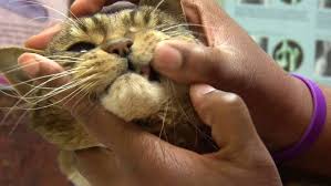 Vet Visits Increase During Pandemic