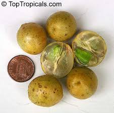 Image result for Clausena lansium