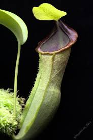 Image result for Nesaea spathulata