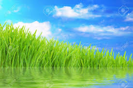 Download water grass images and photos. Spring Nature Background Green Grass With Water Reflection And Stock Photo Picture And Royalty Free Image Image 11905943