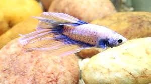 Betta Fish Tail Rot Recovery Time Youtube