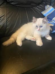 Hello all It's hard to believe that the little bundle of mischief that I  brought home in April 2022 is three years old and just over 15 pounds. She  is a blue