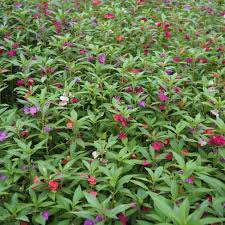 Image result for Impatiens salpinx
