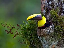Pin On Birds