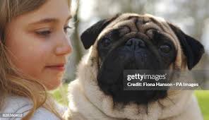 184 Ella The Dog Stock Photos, High-Res Pictures, and Images