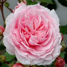 Dunham Massey (Shrub Rose)