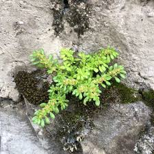 Image result for Pilea microphylla