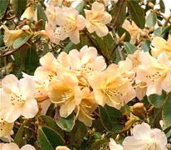 Hybrid Rhododendron Plant Description