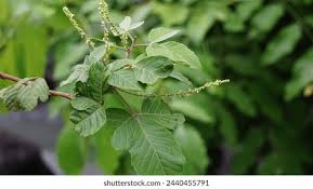 Image result for Allophylus