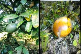 Image result for Picralima nitida