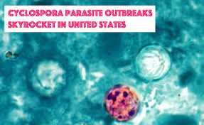 Image result for Cyclospora