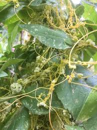 Image result for Cuscuta australis