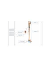 Bone tissue forms the bulk of each bone and consists of both living cells and a nonliving. Drag The Labels Onto The Diagram To Identify The Features Of A Long Bone Using The Humerus As An Ex Course Hero