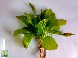 Image result for Ottelia