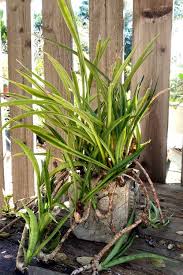 Image result for Sansevieria parva