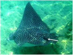 Eagle ray mounts are available online from king sailfish mounts. Plos One Estimating The Potential Impacts Of Large Mesopredators On Benthic Resources Integrative Assessment Of Spotted Eagle Ray Foraging Ecology In Bermuda