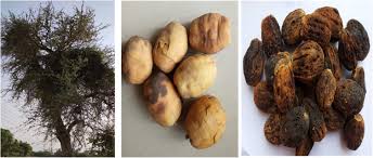 Image result for Balanites pedicellaris