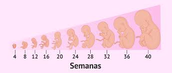 Los ojos de tu bebé ya se han desarrollado, pero el iris aún no tiene el pigmento que le da color. El Embarazo Sintomas Cuidados Y Etapas Del Desarrollo Fetal