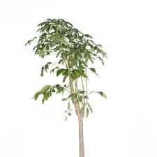 Image result for Bombax