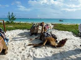 Explore the best of the mexican caribbean on a fun camel ride. Camels On Break After The Ride Picture Of Cancun Best Discounts Cancun Tripadvisor