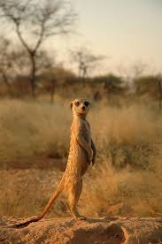 Pin By Elaine Brown On Fauna Animals Wild Meerkat Animals