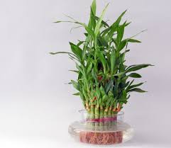 We did not find results for: 5 Houseplants That Bring Good Luck New England Today