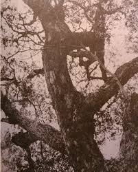 Image result for Brachystegia glaucescens