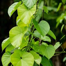 Image result for Tinospora tenera
