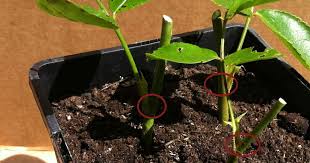 Sie möchten ihre pfingstrosen vermehren und ihren garten in ein blütenmeer verwandeln? Tolle Gartentipps Rosen Vermehren Durch Stecklinge