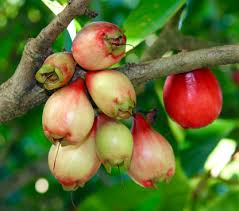 Image result for Syzygium niassense