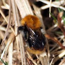 Image result for Bombus pascuorum pallidofacies