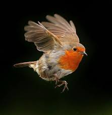 Birds With Red Heads Uk Robin In Flight Not Something One Often Sees Yet Looks Si Flight Robin Sees Wild Birds Birds Pet Birds