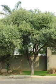 Image result for Olea capensis
