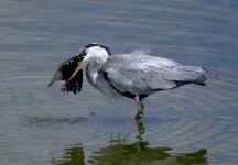 Heron feeding behaviour