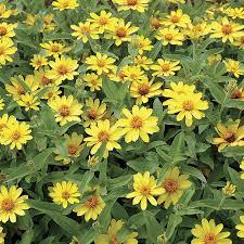 Image result for Zinnia angustifolia