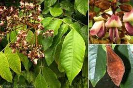 Image result for Hymenocardia ulmoides