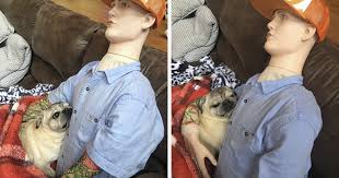 We did not find results for: This Dog Has Separation Anxiety And Can T Sleep Without His Human So The Owner Bought Him A Mannequin Bored Panda