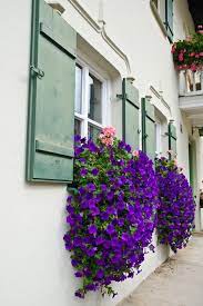 You can hang window box brackets on your home exterior if you don't know how to attach a window box on a brick wall. The Best Trailing Plants For Window Boxes Bless My Weeds Window Box Plants Hanging Window Boxes Window Boxes Flowers