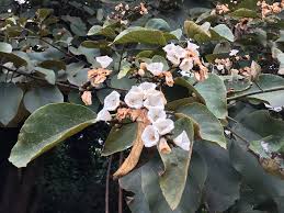 Image result for Cordia africana