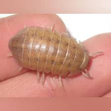 Image result for Disa brevicornis