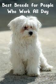 Best Dog Breeds For Those Who Work All Day Dog Allergies Best Dog Breeds Hypoallergenic Dog Breed