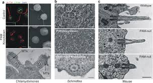 Tonto el que no entienda. Ciliary And Cytoskeletal Functions Of An Ancient Monooxygenase Essential For Bioactive Amidated Peptide Synthesis Springerlink