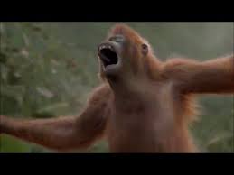 Happy birthday wishes funny grumpy can. Funny Happy Birthday Song Monkeys Sing Happy Birthday Youtube Birthday Songs Happy Birthday Song Funny Happy Birthday Song