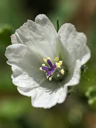 Image result for Monsonia angustifolia